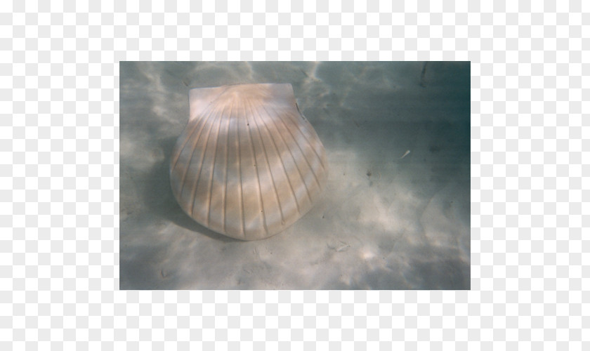 Seashell Lighting PNG