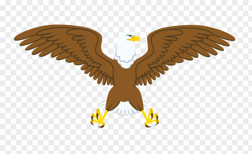 Vector Illustration Cartoon Eagle Falcon Bald Download PNG