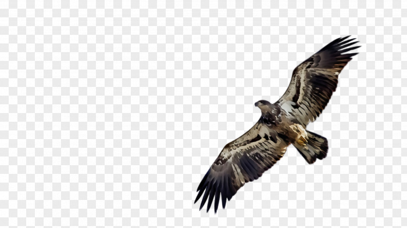 Wing Osprey Flying Bird Background PNG