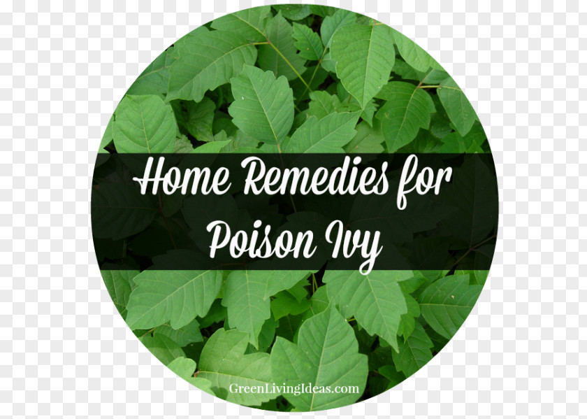 Allergy Poison Ivy Pacific Oak Sumac PNG