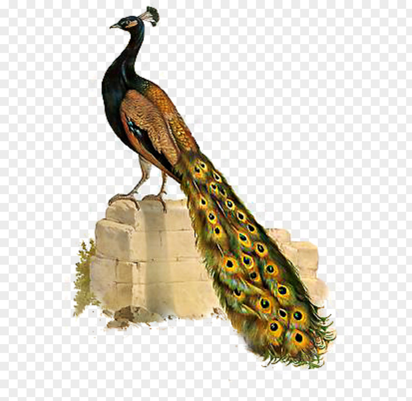 Bird Asiatic Peafowl Phasianidae Clip Art PNG