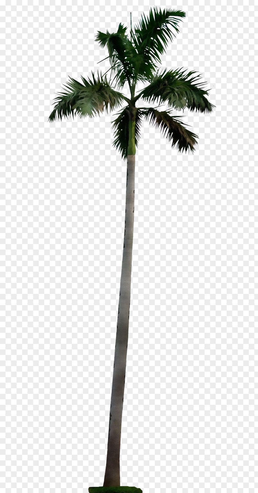 Branch Twig Cartoon Palm Tree PNG
