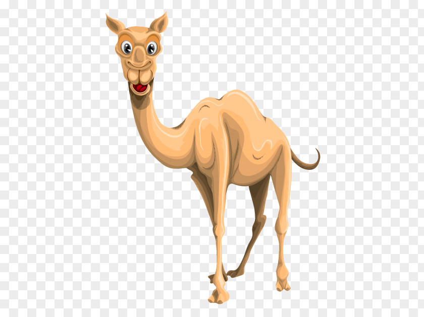 Cock Pic Camel Transparency Clip Art Image PNG