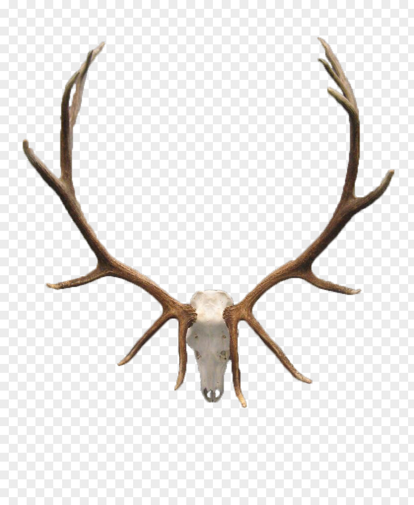 Deer Head White-tailed Elk Antler Skull PNG