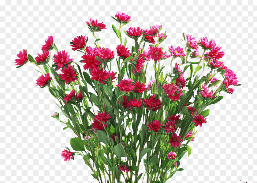 Flowers Ornament Flower Plant Carnation PNG