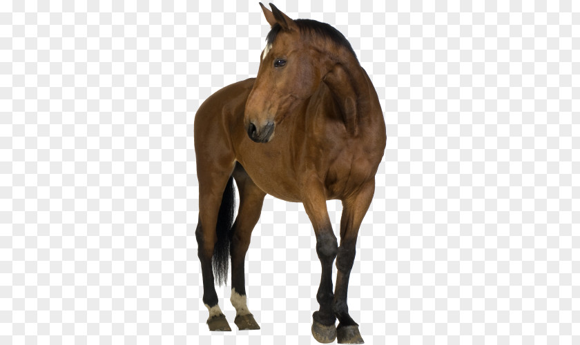 Foal Belgian Horse Friesian Shire Arabian PNG