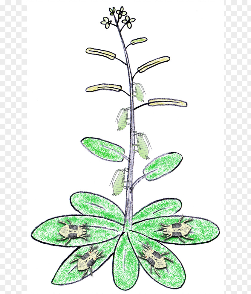 Images Of Herbivores Abiotic Stress Plant Biotic Component Herbivore PNG