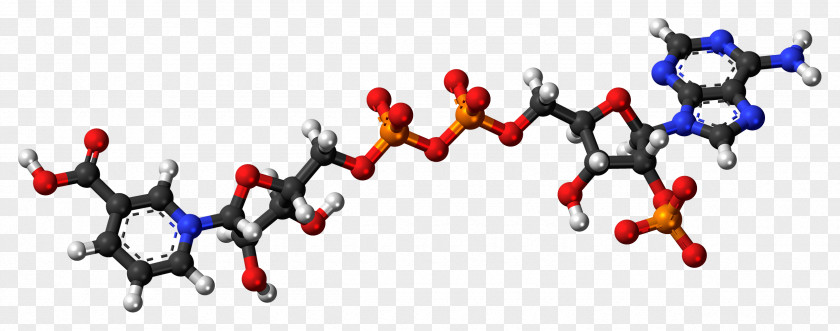 Phosphite Anion Nicotinic Acid Adenine Dinucleotide Phosphate Nicotinamide PNG