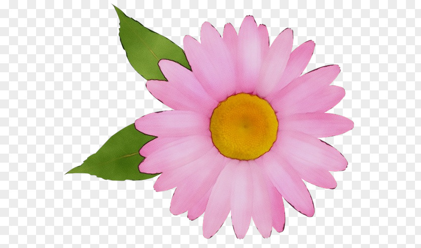 Annual Plant Petal Close-up Flower Magenta Telekom PNG