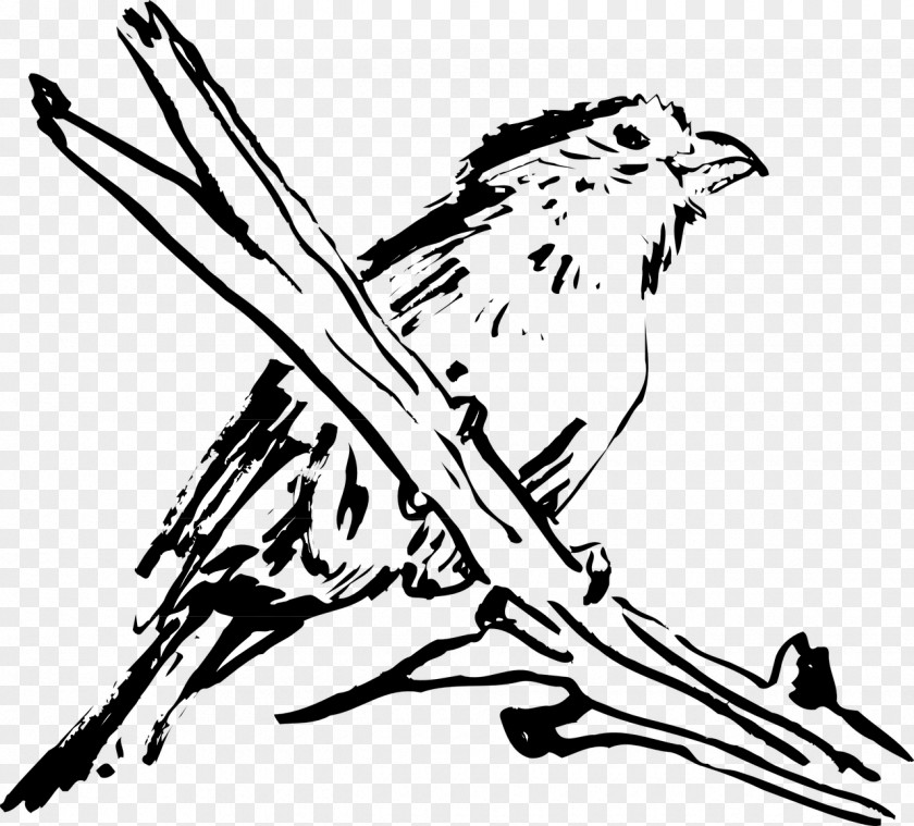 Bird Clip Art Feather Beak Wing PNG