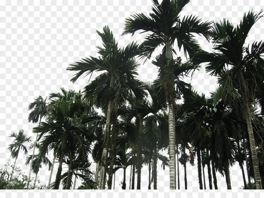 Coconut Trees Asian Palmyra Palm Wanning Arecaceae PNG