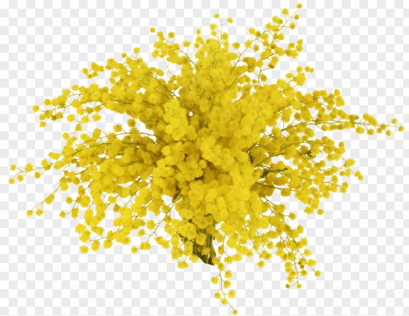 Flower Acacia Dealbata Mimosa Salad Pudica PNG