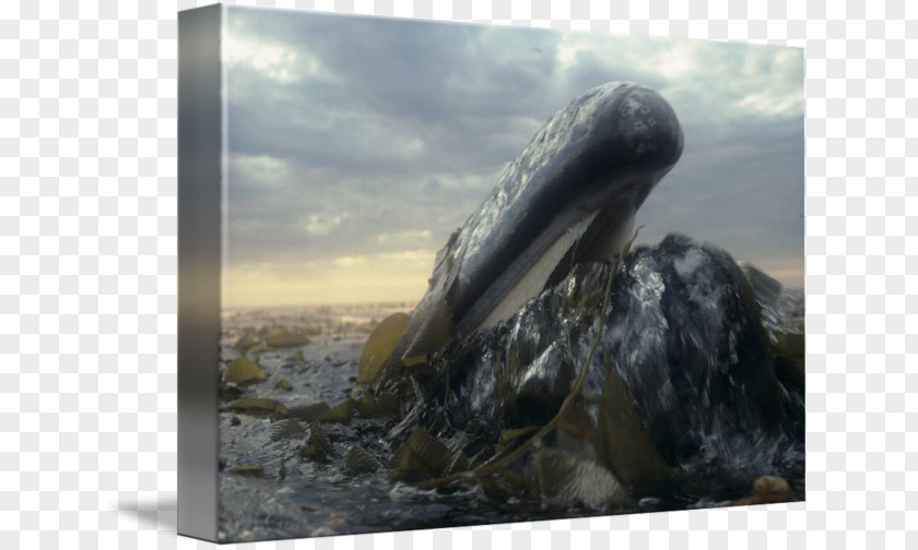 Grey Whale Gallery Wrap Canvas Stock Photography Art PNG