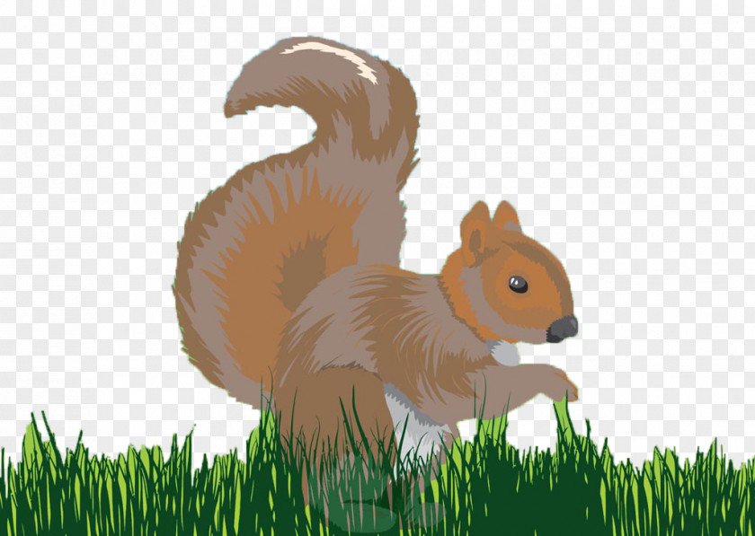 Kangaroo Chipmunk Squirrel Presentation Microsoft PowerPoint PNG
