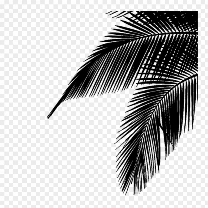 Palm Trees Leaf Image Plants Photograph PNG