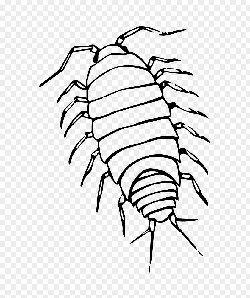 Tree Isopod Drawing PNG