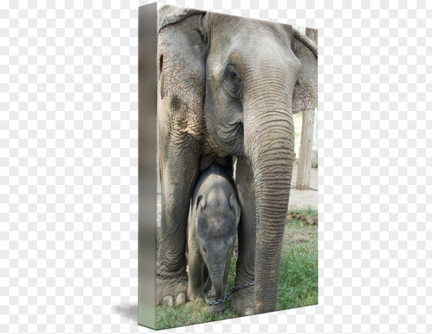 Elephants In Thailand Indian Elephant African Tusk Gallery Wrap PNG