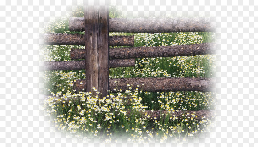 Old Fence Desktop Wallpaper Flower 1080p Mobile Phones Theme PNG