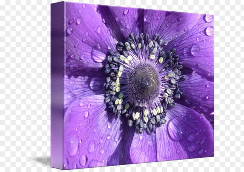 Violet Transvaal Daisy Sea Anemone Close-up PNG