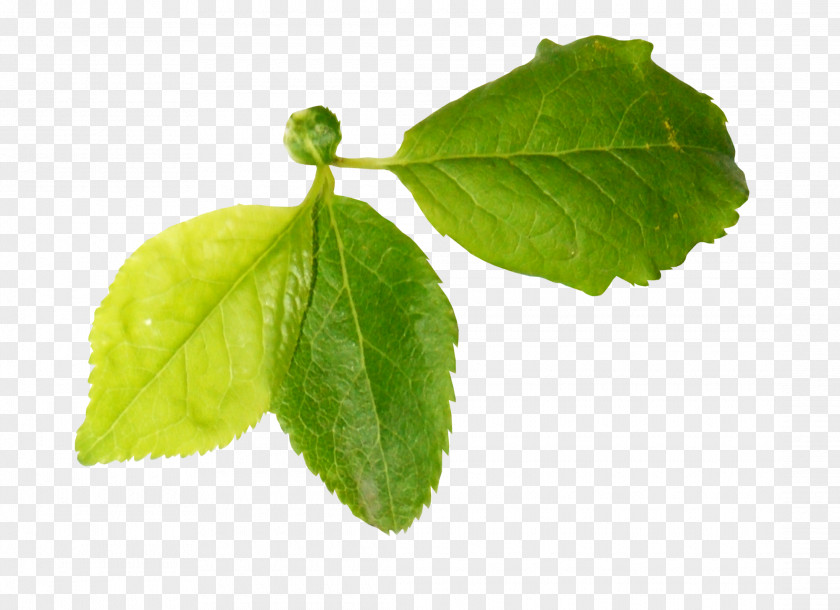 Green Leaves Leaf PNG