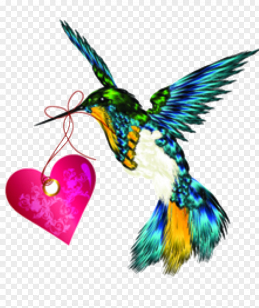 Heart Beak Beautiful PNG