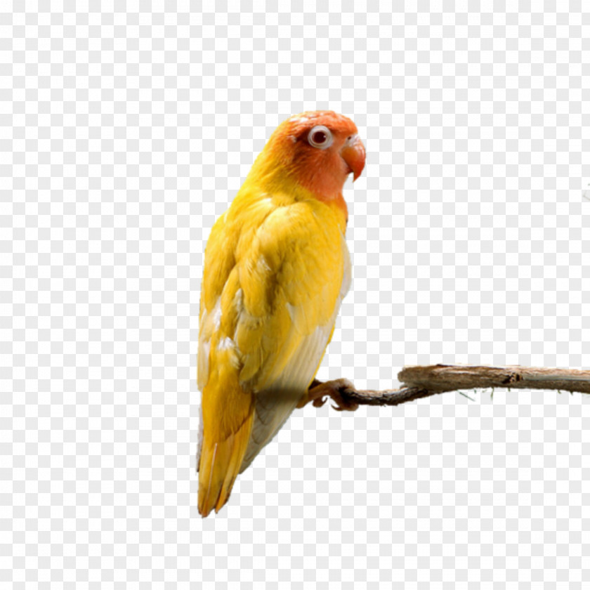 Mq Sign Parrot Budgerigar Grey-headed Lovebird Red-headed PNG