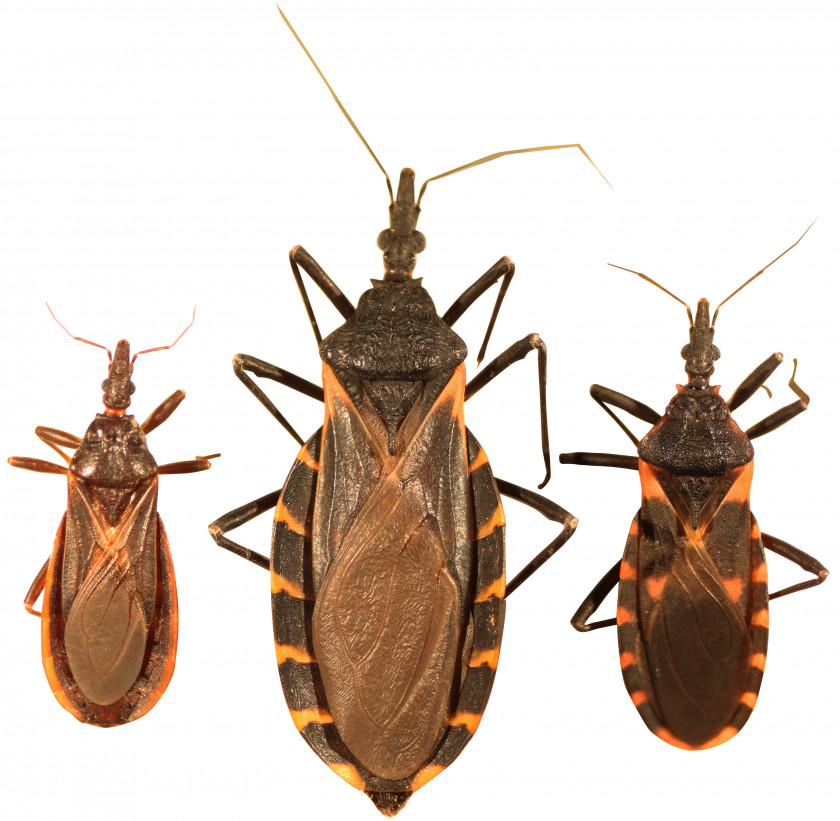 Bugs Triatoma Protracta Insect Mosquito Chagas Disease PNG