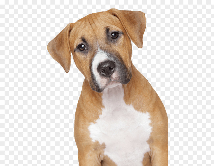 Dog Sad Puppy Clip Art PNG