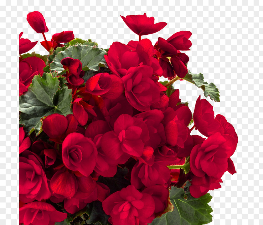 Flower Garden Roses Centifolia Red Wax Begonia PNG