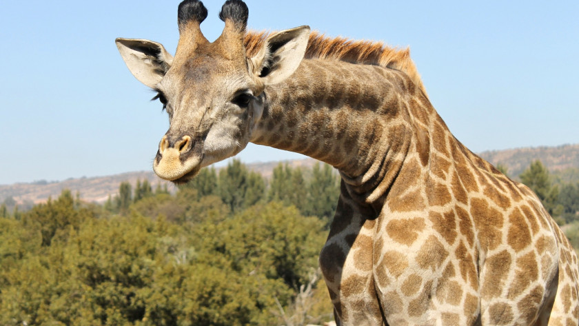Giraffe Northern Neck Pain Nuchal Rigidity Animal PNG