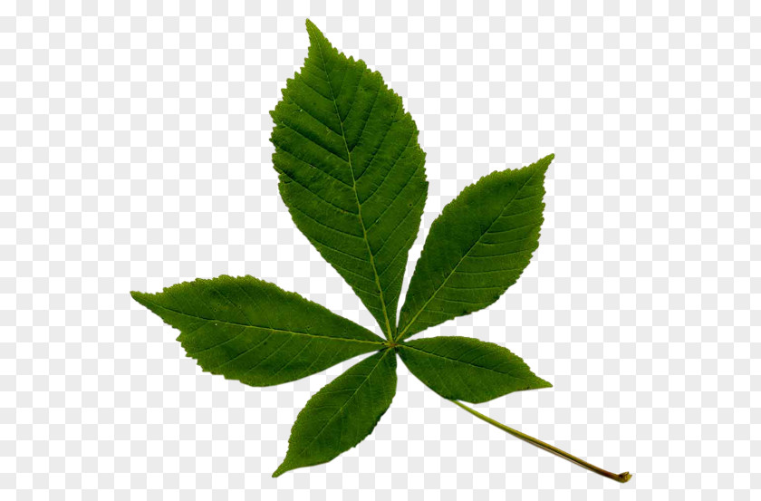 Leaf Horse-chestnut Miner European Tree Sweet Chestnut PNG