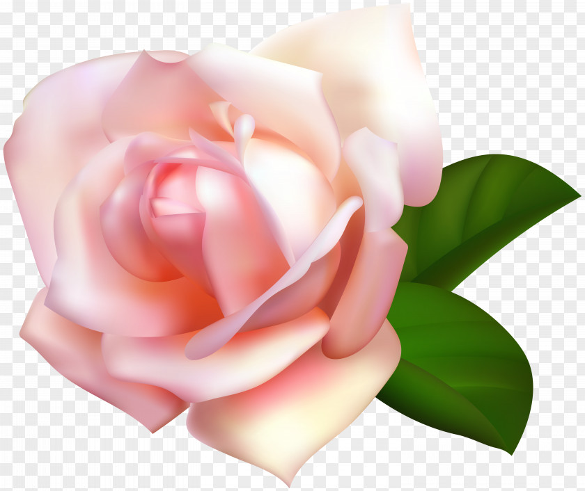Rose Beautiful Transparent Image Garden Roses Centifolia Rosa Chinensis Clip Art PNG