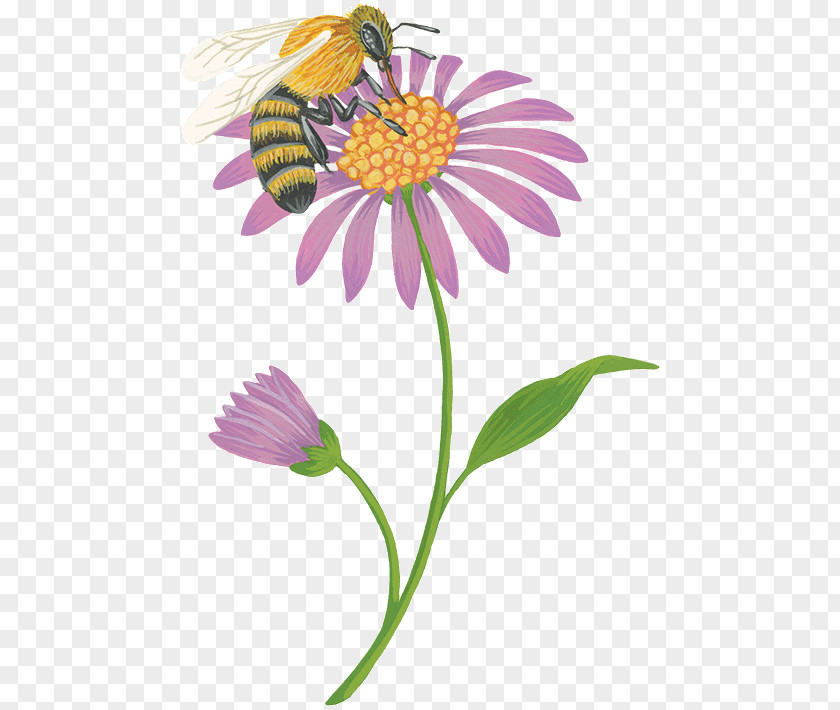 Natural Blossom Flower Honey Bee Nectar Forage PNG
