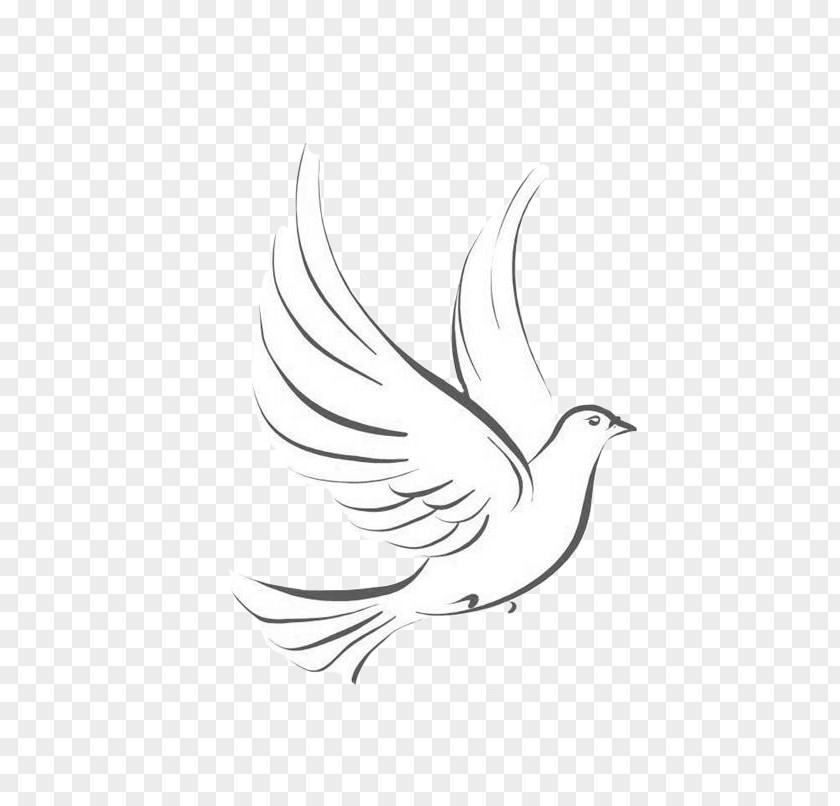Pencil Line Art Pigeons And Doves Drawing Japari School Graphics PNG