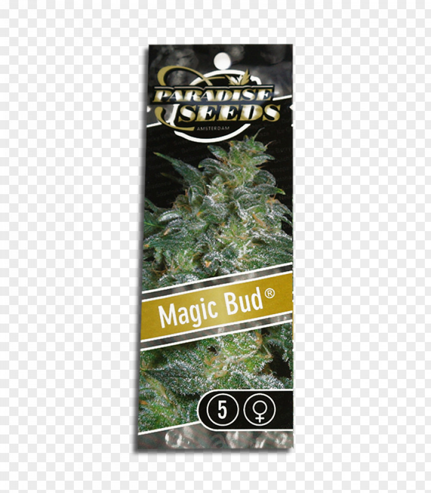 Plant Hemp Cannabis Paradise Seeds PNG