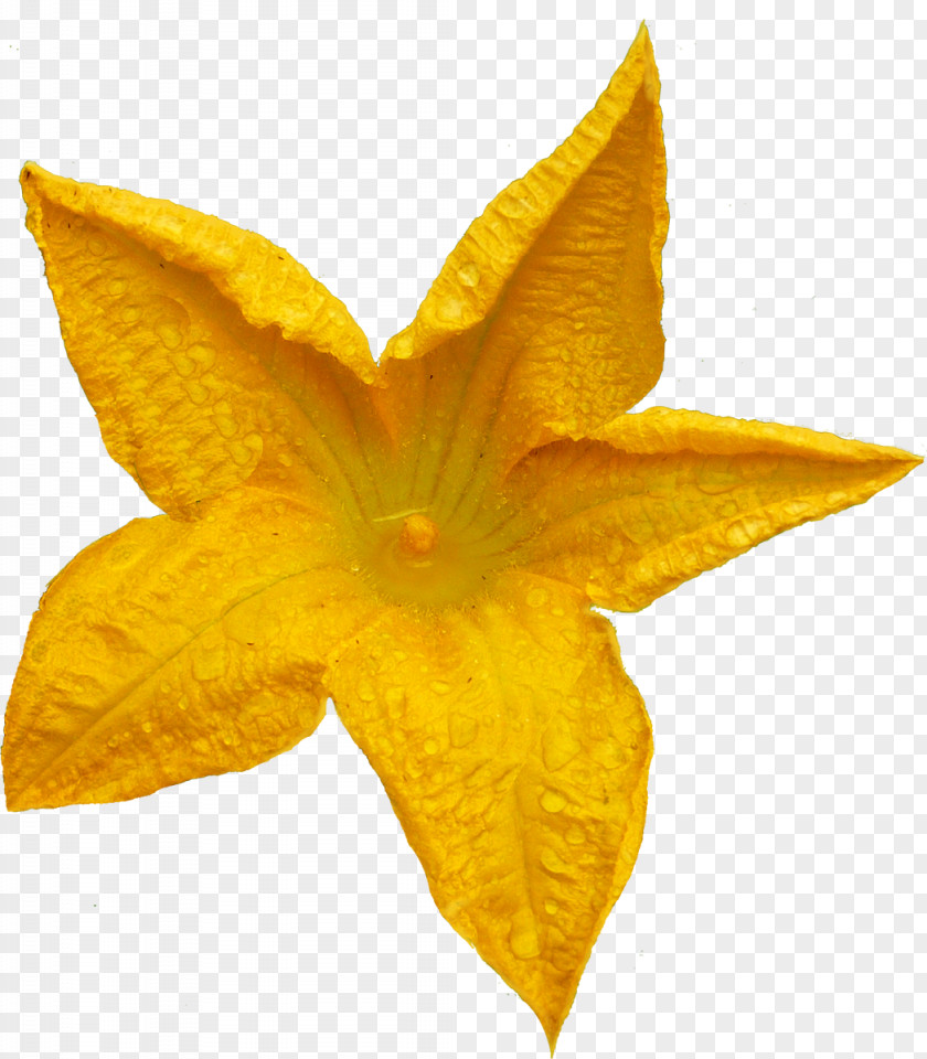 YELLOW Flower Wreath Clip Art PNG