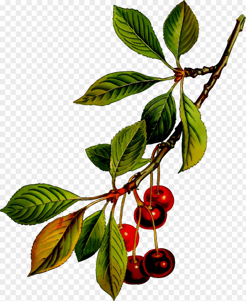 Cherries Image Drawing Illustration Fruit PNG