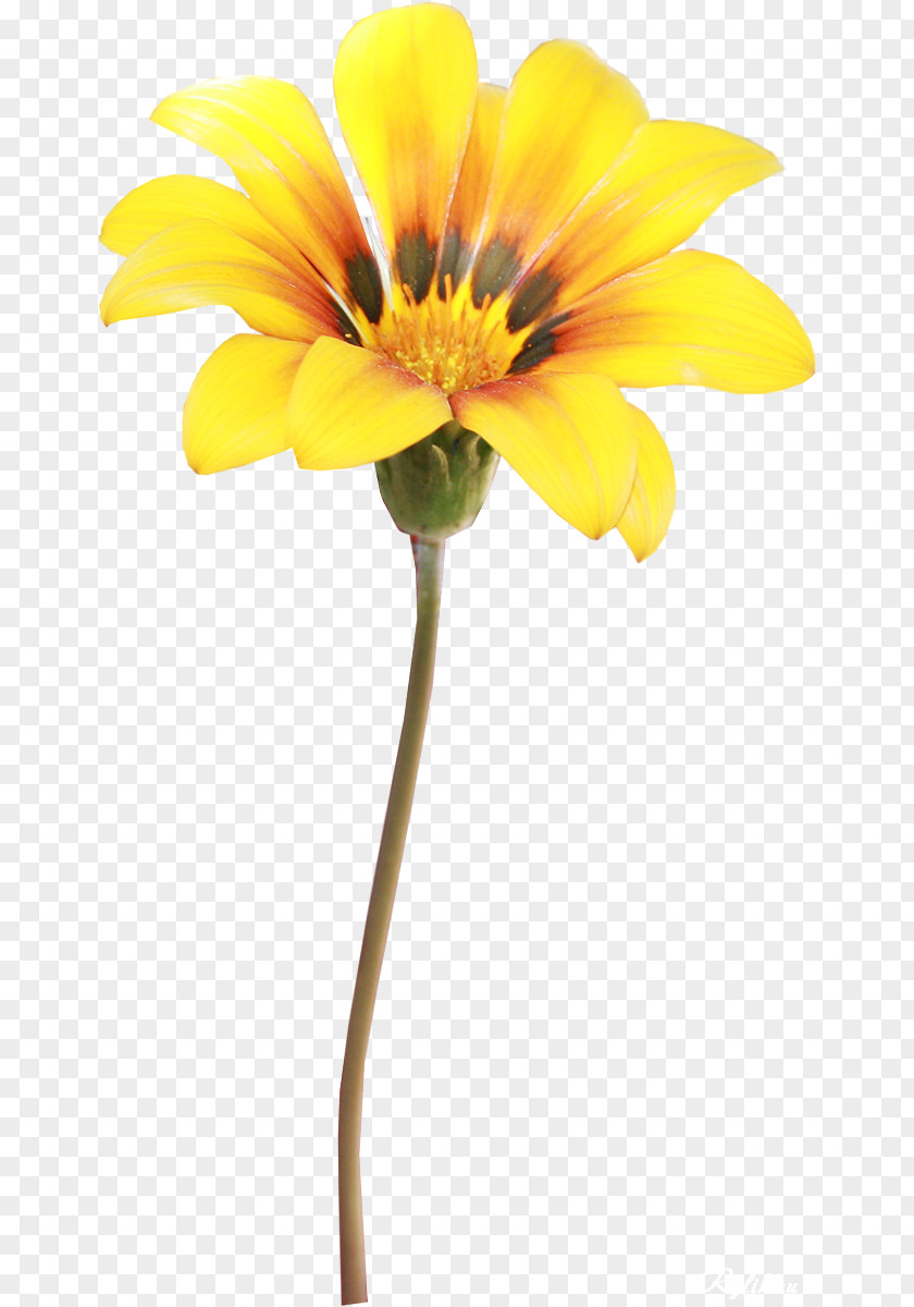 Flower Yellow RAR PNG
