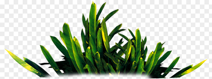 Grass Download Computer File PNG