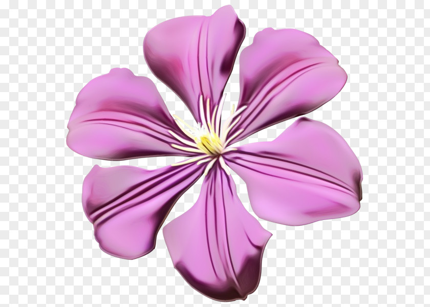 Herbaceous Plant Mallow Family Petal Flower Purple Pink Violet PNG