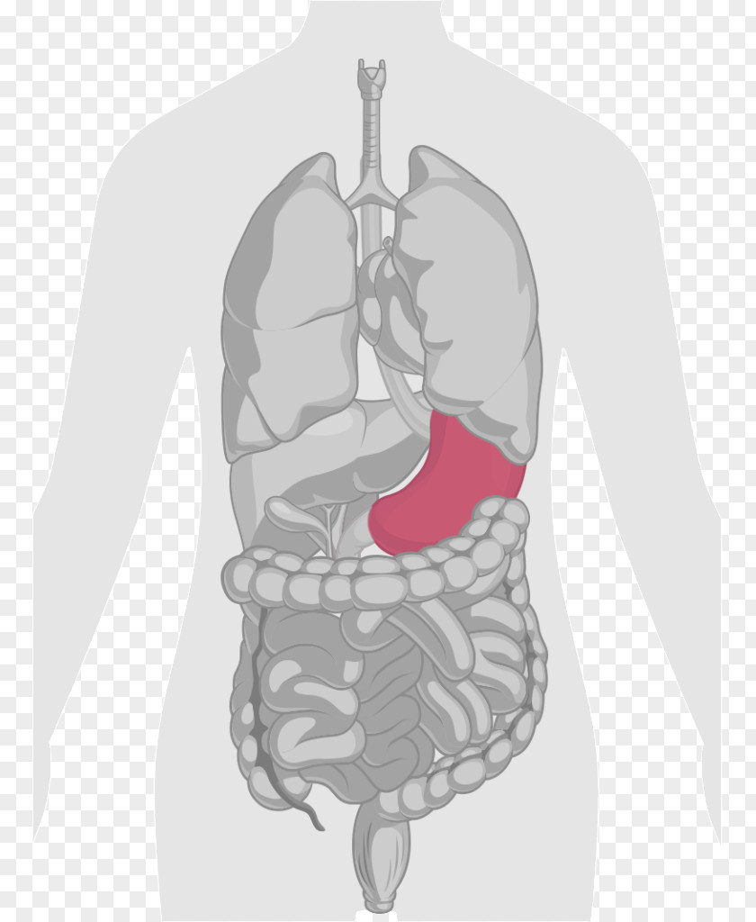 Human Body Liver Gastrointestinal Tract Anatomy Clip Art PNG