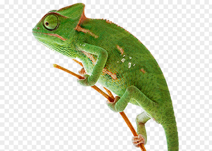 Lizard Chameleons Reptile Animal Zurück In Die Ewigkeit PNG