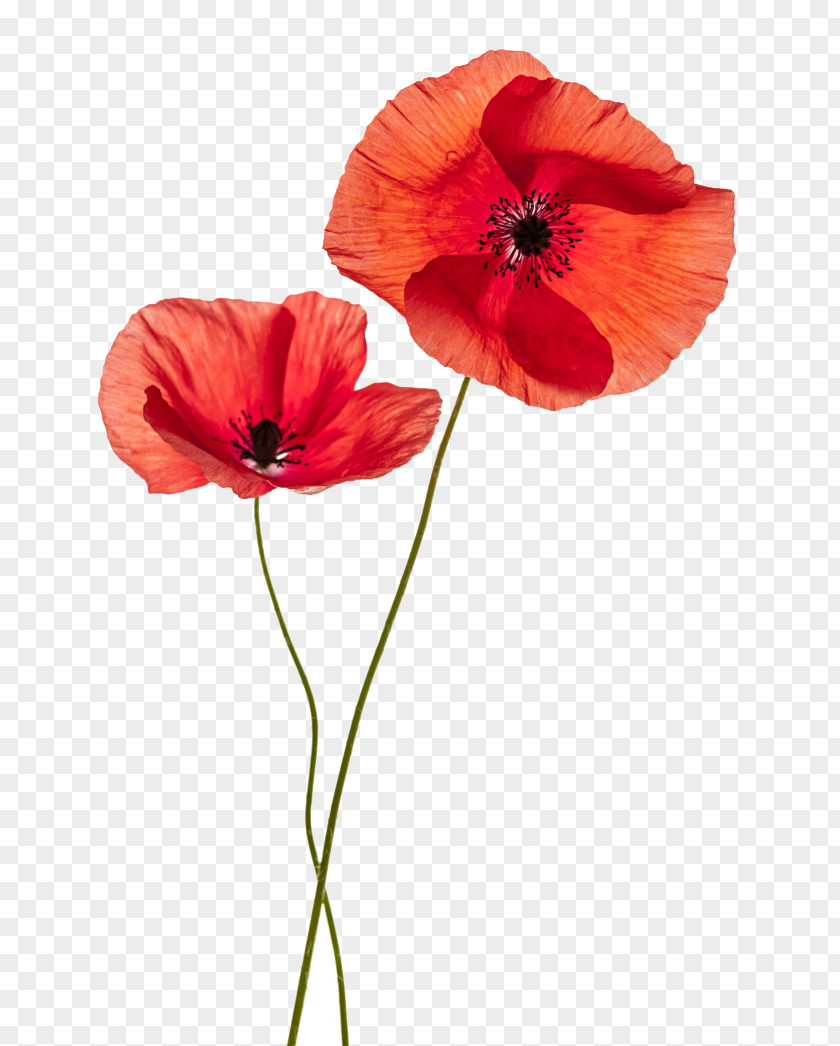 Red Flower Pattern Common Poppy Stock Photography Remembrance PNG