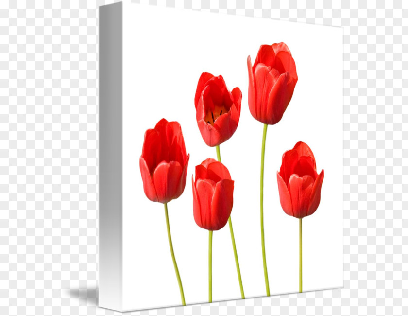Tulip Flower Desktop Wallpaper Clip Art PNG