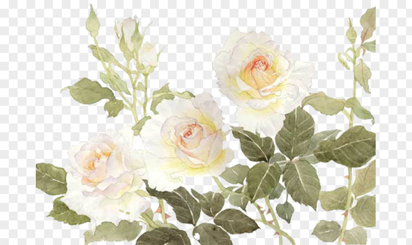 White Flowers Garden Roses Centifolia Flower PNG