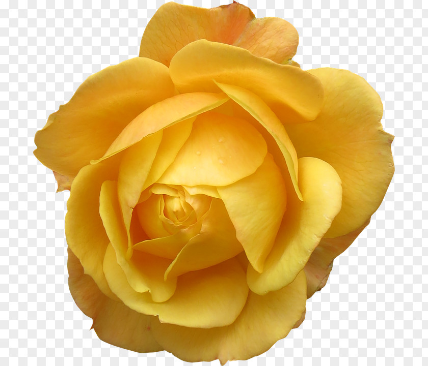 Big Yellow Rose Orpington Chicken Flower Stock.xchng PNG