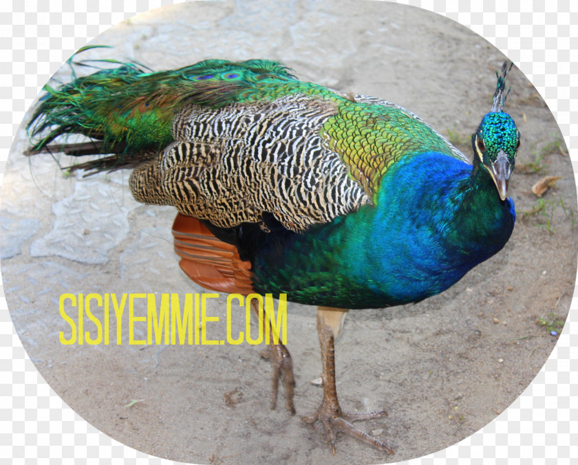 Chit Chat Peafowl Fauna Feather PNG