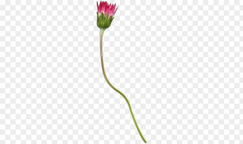 Flower Collage Flowering Plant Stem PNG