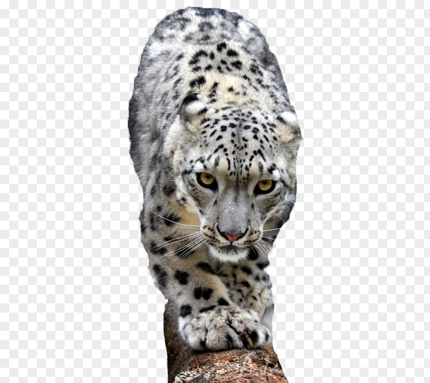 Go To The Snow Leopard Lion Cheetah Tiger PNG