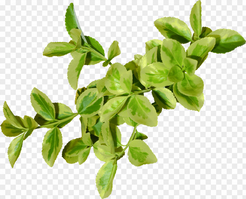 Green Leaf Branch Clip Art PNG